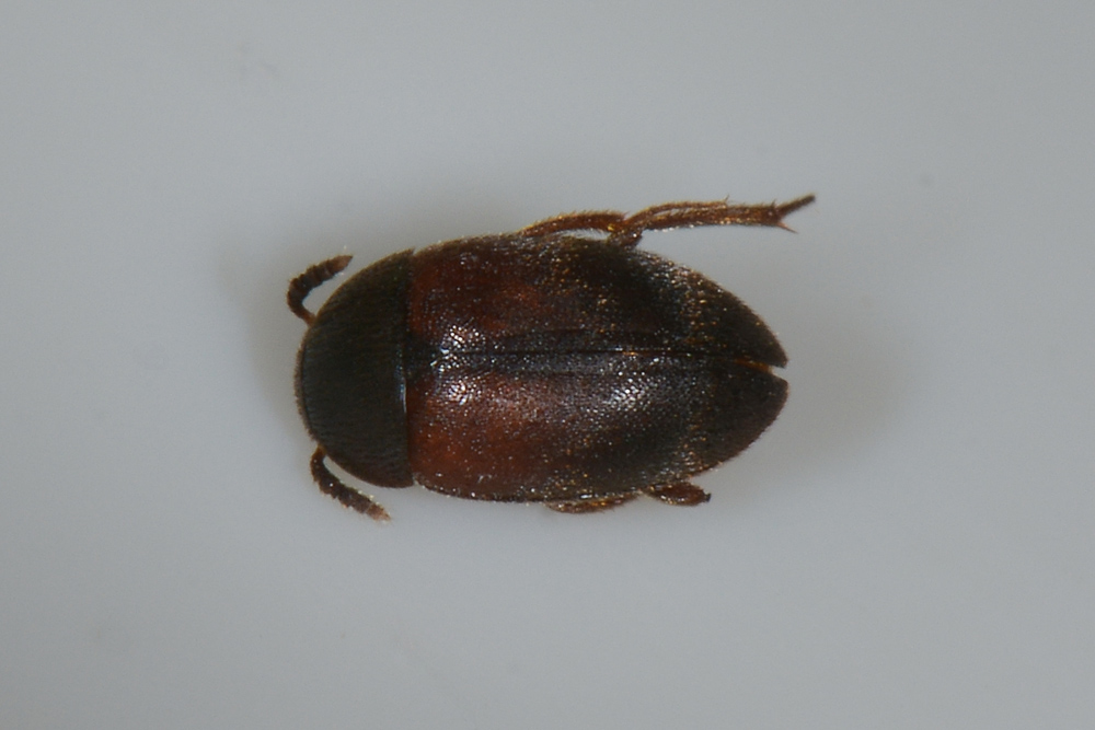 Leiodidae:  Sciodrepoides sp.